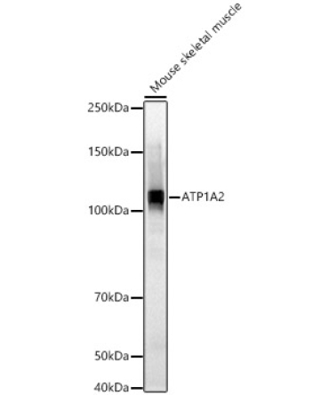 ATP1A2 Rabbit Polyclonal Antibody