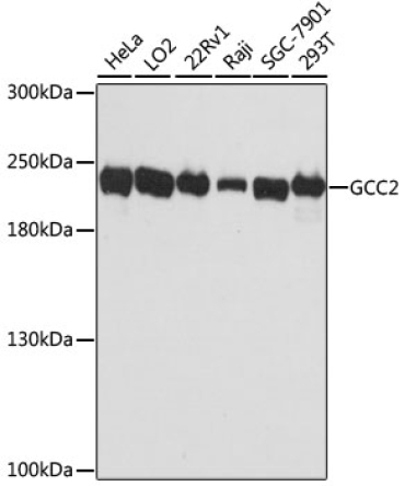 GCC2 Rabbit Polyclonal Antibody