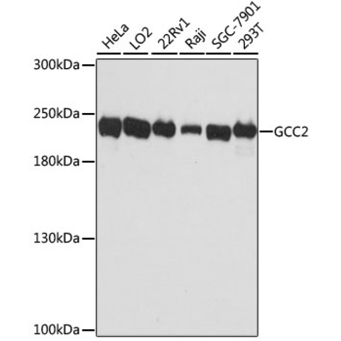 GCC2 Rabbit Polyclonal Antibody