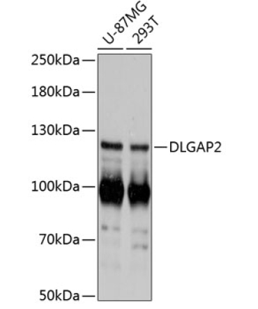 DLGAP2 Rabbit Polyclonal Antibody