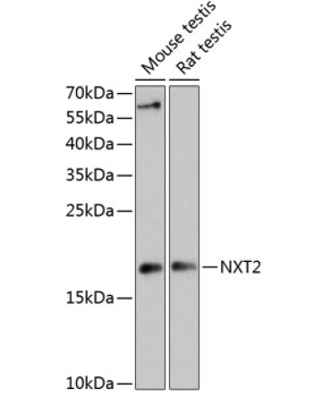 NXT2 Rabbit Polyclonal Antibody