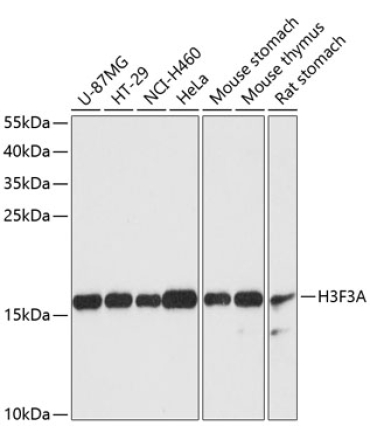 Histone H3.3 Rabbit Polyclonal Antibody