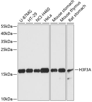Histone H3.3 Rabbit Polyclonal Antibody