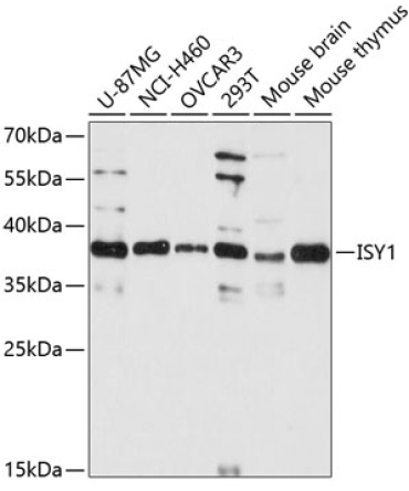 ISY1 Rabbit Polyclonal Antibody