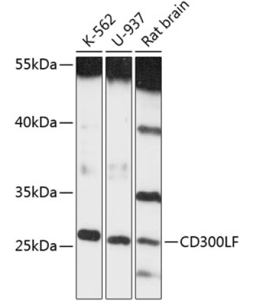 CD300LF Rabbit Polyclonal Antibody