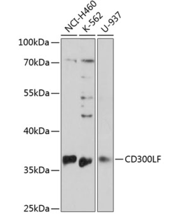 CD300LF Rabbit Polyclonal Antibody