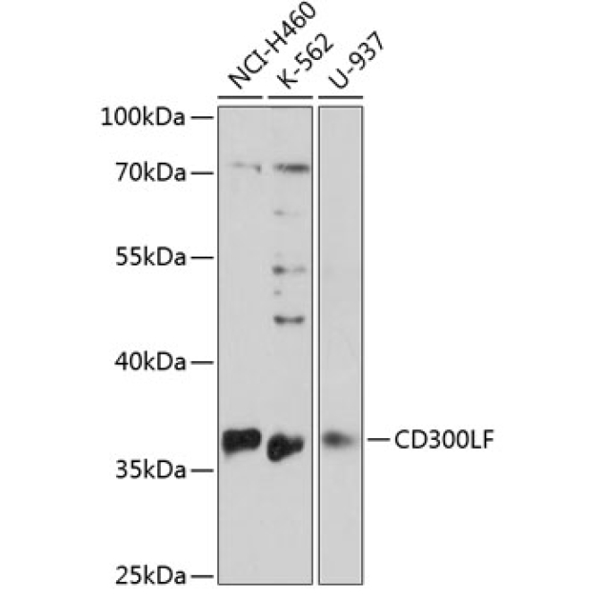 CD300LF Rabbit Polyclonal Antibody