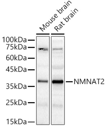 NMNAT2 Rabbit Polyclonal Antibody