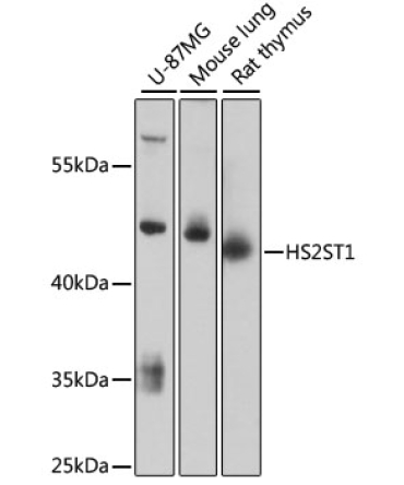 HS2ST1 Rabbit Polyclonal Antibody