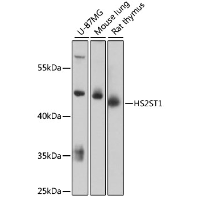 HS2ST1 Rabbit Polyclonal Antibody