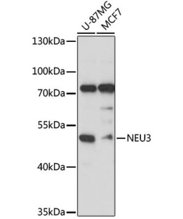 NEU3 Rabbit Polyclonal Antibody