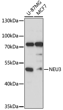 NEU3 Rabbit Polyclonal Antibody
