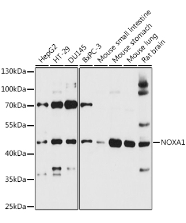 NOXA1 Rabbit Polyclonal Antibody