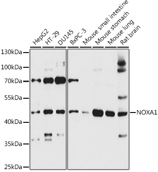 NOXA1 Rabbit Polyclonal Antibody