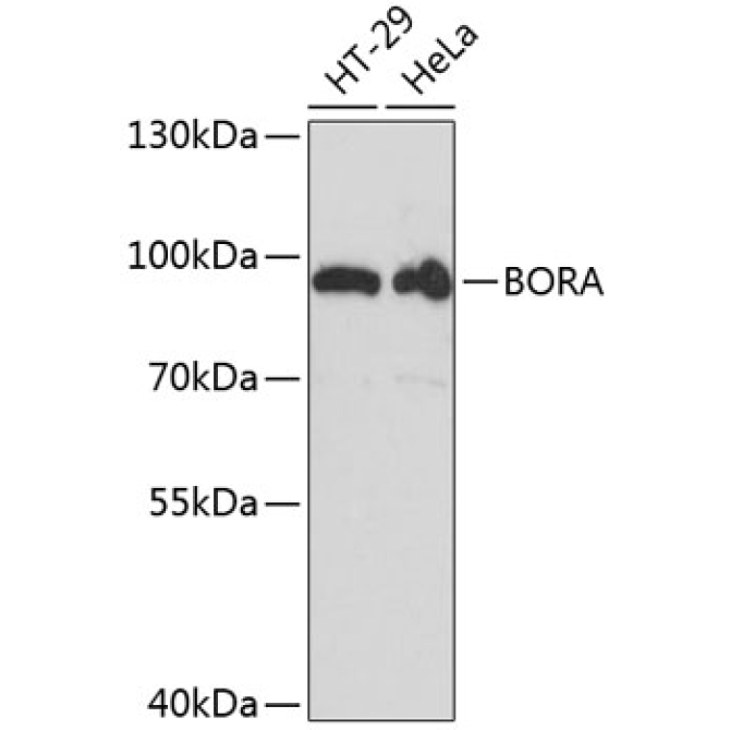 BORA Rabbit Polyclonal Antibody
