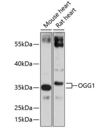 OGG1 Rabbit Polyclonal Antibody
