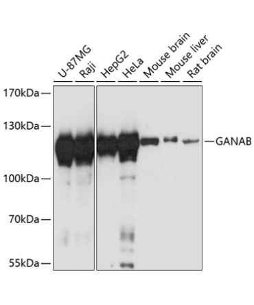 GANAB Rabbit Polyclonal Antibody