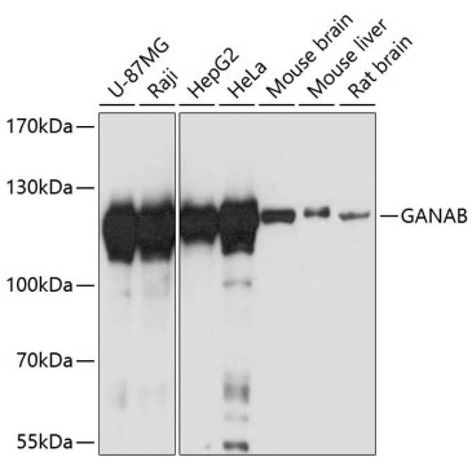GANAB Rabbit Polyclonal Antibody