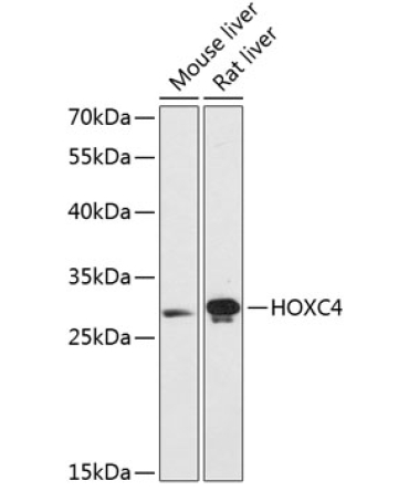 HOXC4 Rabbit Polyclonal Antibody