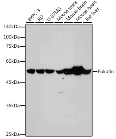 Fukutin Rabbit Monoclonal Antibody