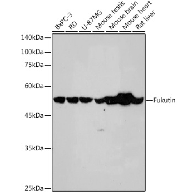 Fukutin Rabbit Monoclonal Antibody