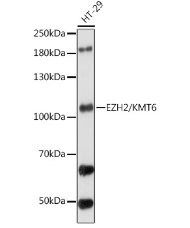 EZH2/KMT6 Rabbit Polyclonal Antibody