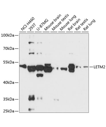 LETM2 Rabbit Polyclonal Antibody