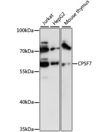 FLJ12529 Rabbit Polyclonal Antibody