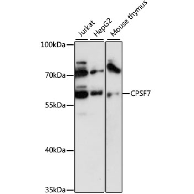 FLJ12529 Rabbit Polyclonal Antibody