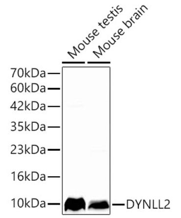 DYNLL2 Rabbit Polyclonal Antibody