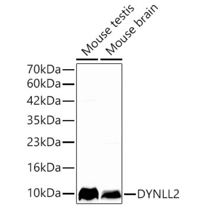 DYNLL2 Rabbit Polyclonal Antibody