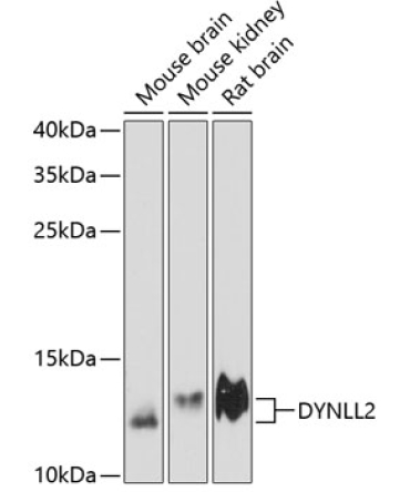 DYNLL2 Rabbit Polyclonal Antibody