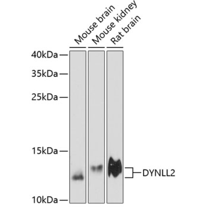 DYNLL2 Rabbit Polyclonal Antibody