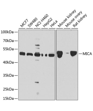 MICA Rabbit Polyclonal Antibody