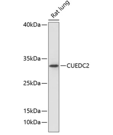 CUEDC2 Rabbit Polyclonal Antibody