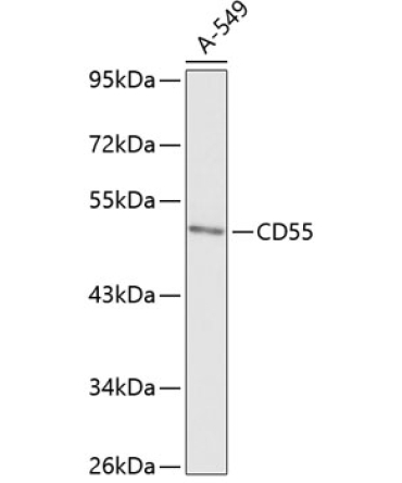 CD55 Rabbit Polyclonal Antibody
