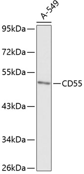 CD55 Rabbit Polyclonal Antibody