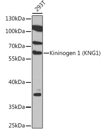 Kininogen 1 (KNG1) Rabbit Polyclonal Antibody