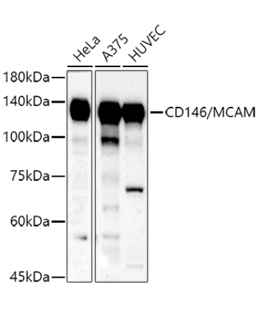 CD146/MCAM Rabbit Polyclonal Antibody
