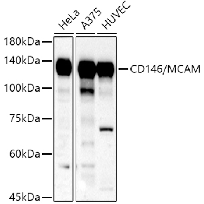 CD146/MCAM Rabbit Polyclonal Antibody