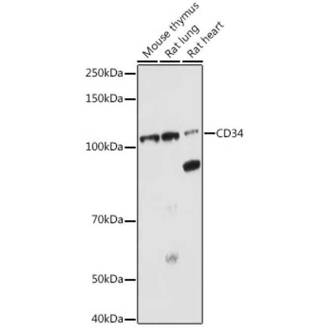 CD34 Rabbit Polyclonal Antibody