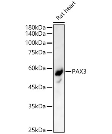 PAX3 Rabbit Polyclonal Antibody