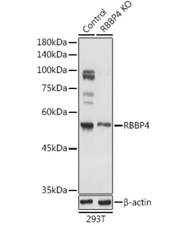 RBBP4 Rabbit Polyclonal Antibody [KO Validated]