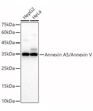 Annexin A5/Annexin V Rabbit Polyclonal Antibody