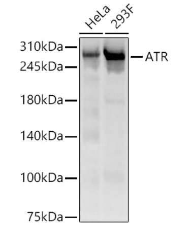 ATR Rabbit Polyclonal Antibody