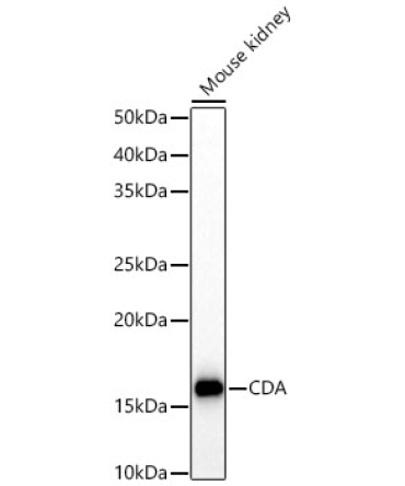 CDA Rabbit Polyclonal Antibody