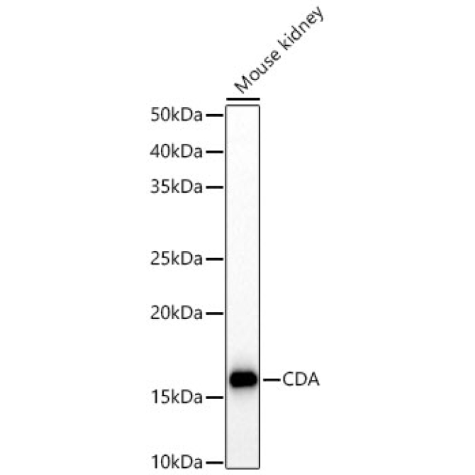 CDA Rabbit Polyclonal Antibody