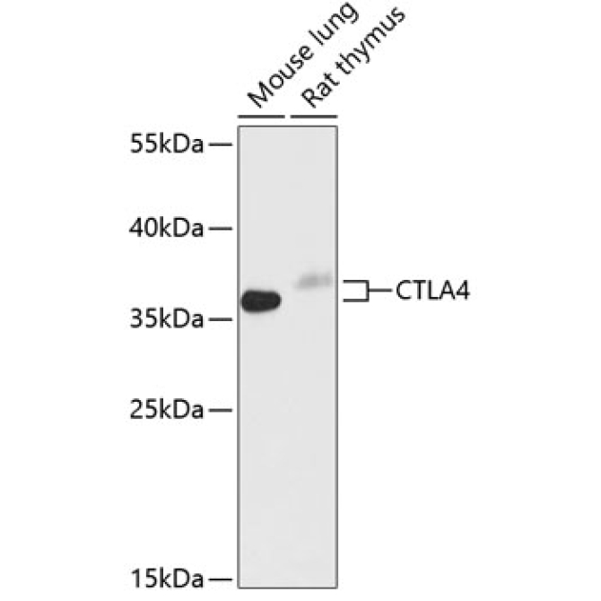 CD152/CTLA-4 Rabbit Polyclonal Antibody