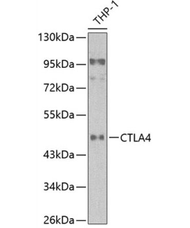 CD152/CTLA-4 Rabbit Polyclonal Antibody