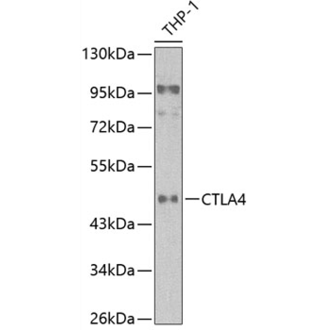 CD152/CTLA-4 Rabbit Polyclonal Antibody